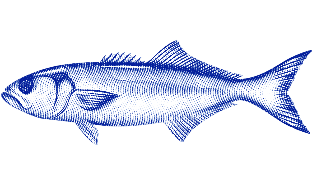 bluefish stylized